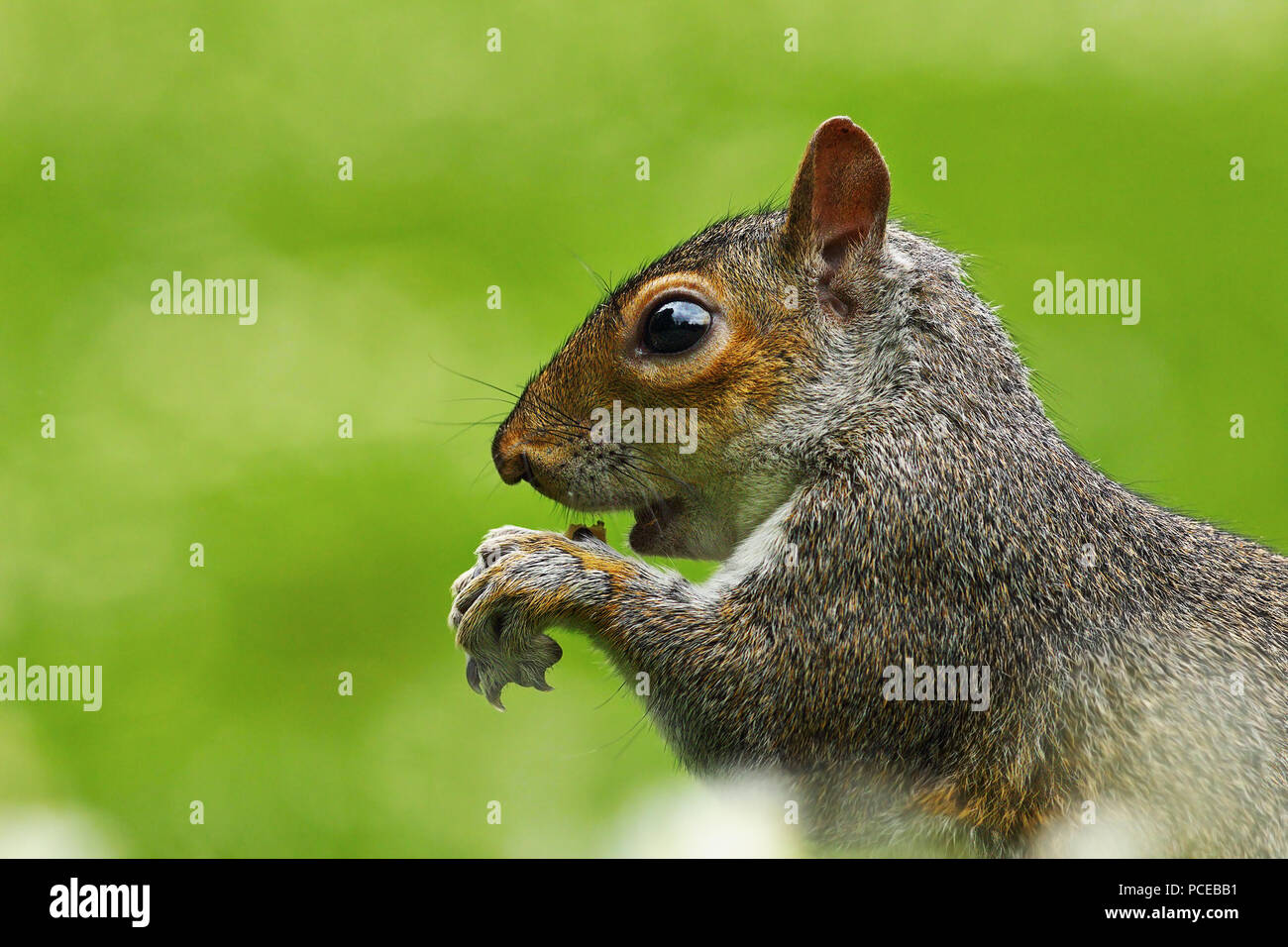 Nahaufnahme der hungrigen Grauhörnchen (Sciurus carolinensis) über Grün aus Fokus Hintergrund Stockfoto