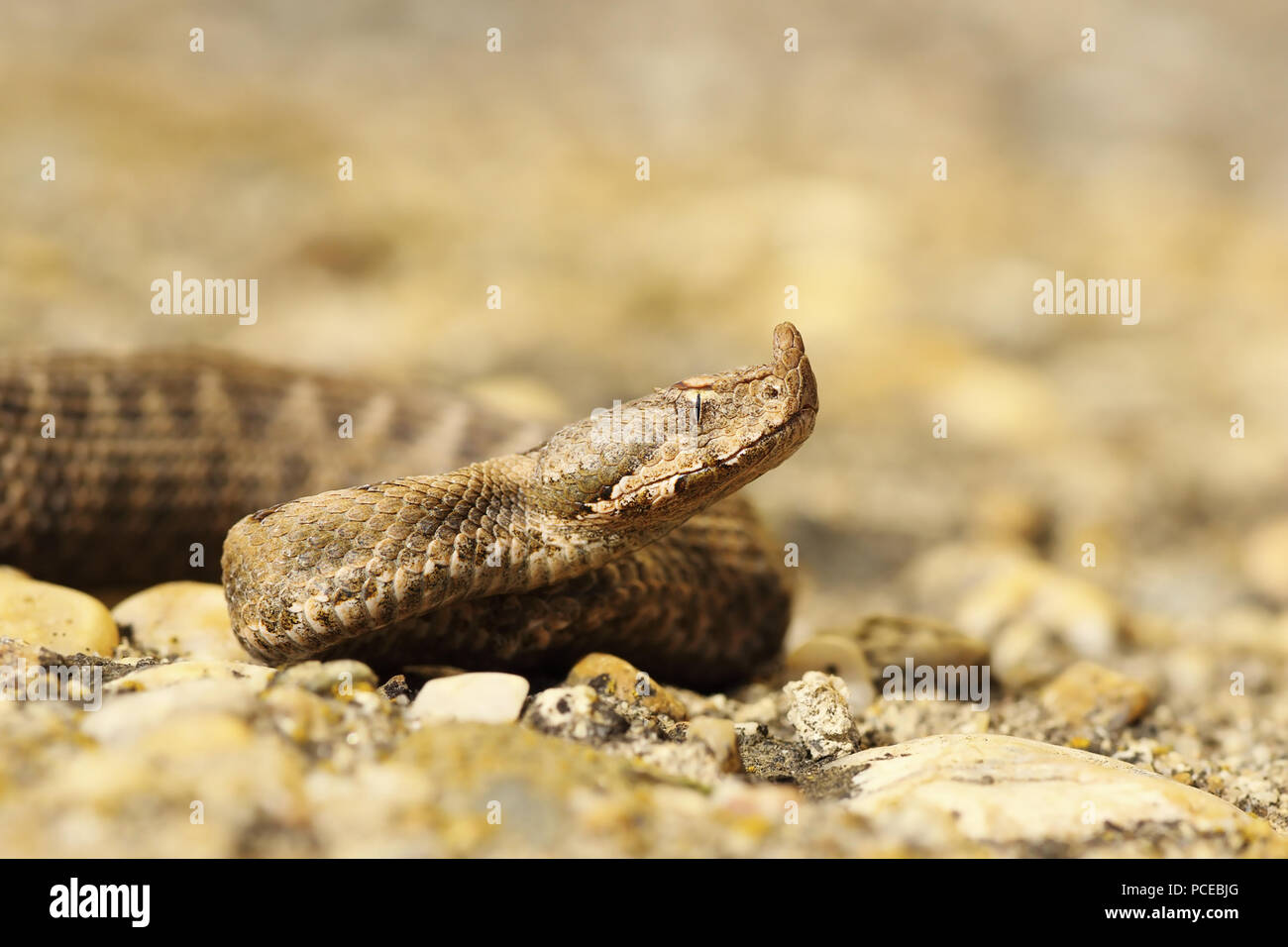 Nahaufnahme der Jugendlichen sand Viper (Vipera ammodytes) Stockfoto