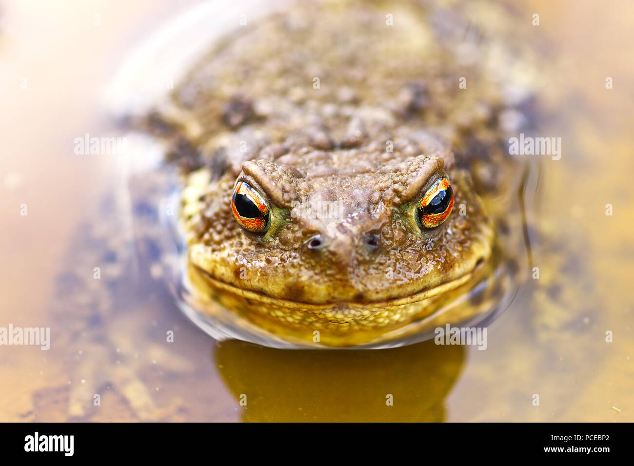 Gemeinsame braun Kröte in Wasser (Bufo bufo) Stockfoto