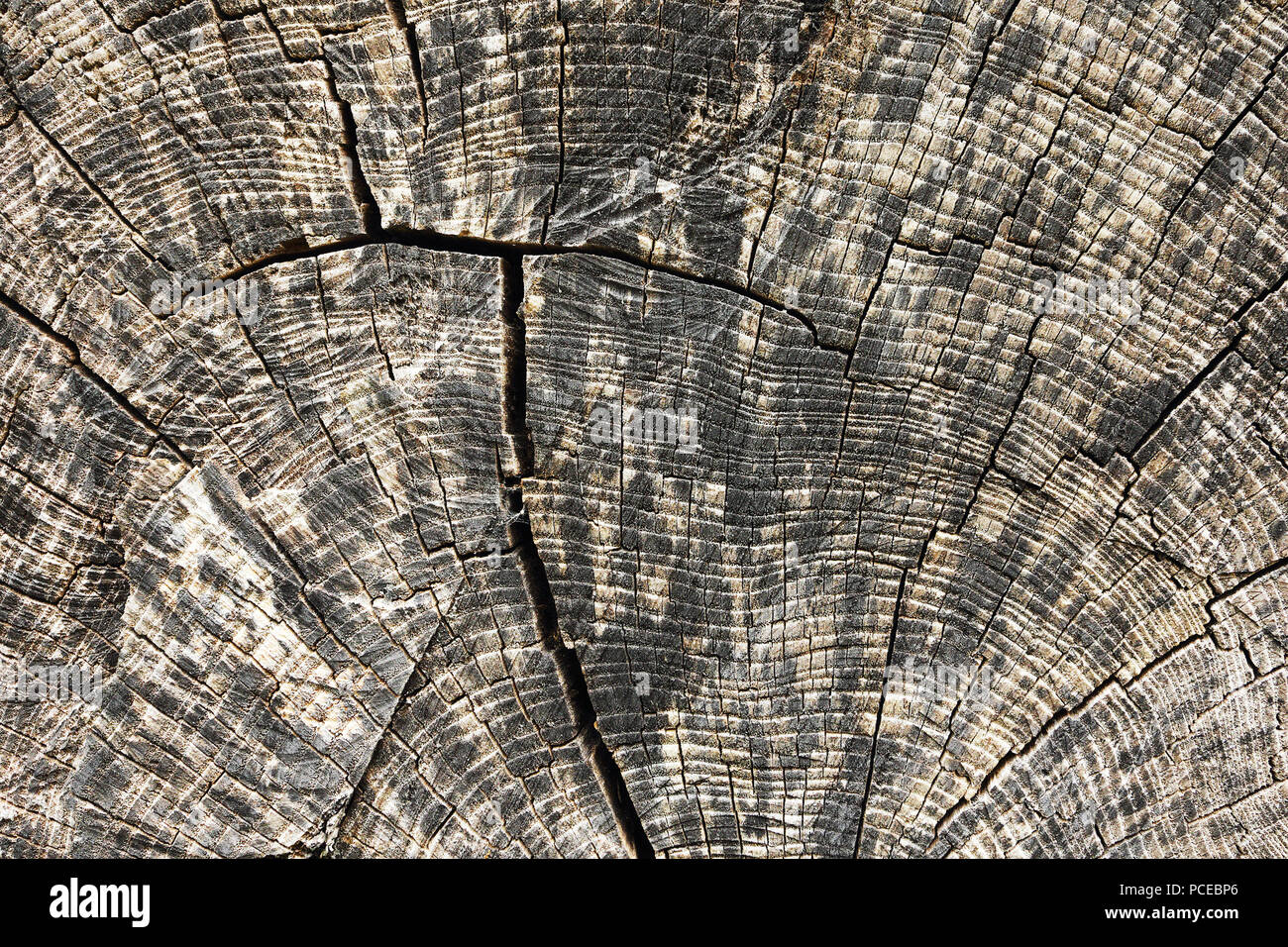 Querschnitt der Ulme, Holz Textur mit jährlichen Ring Stockfoto