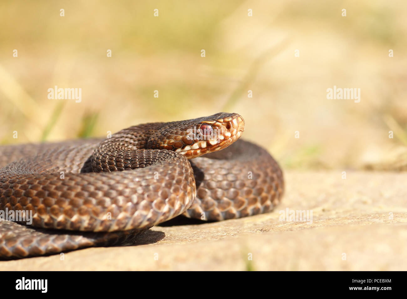 Weibliche gemeinsame gekreuzt Kreuzotter Vipera berus (Schließen) Stockfoto