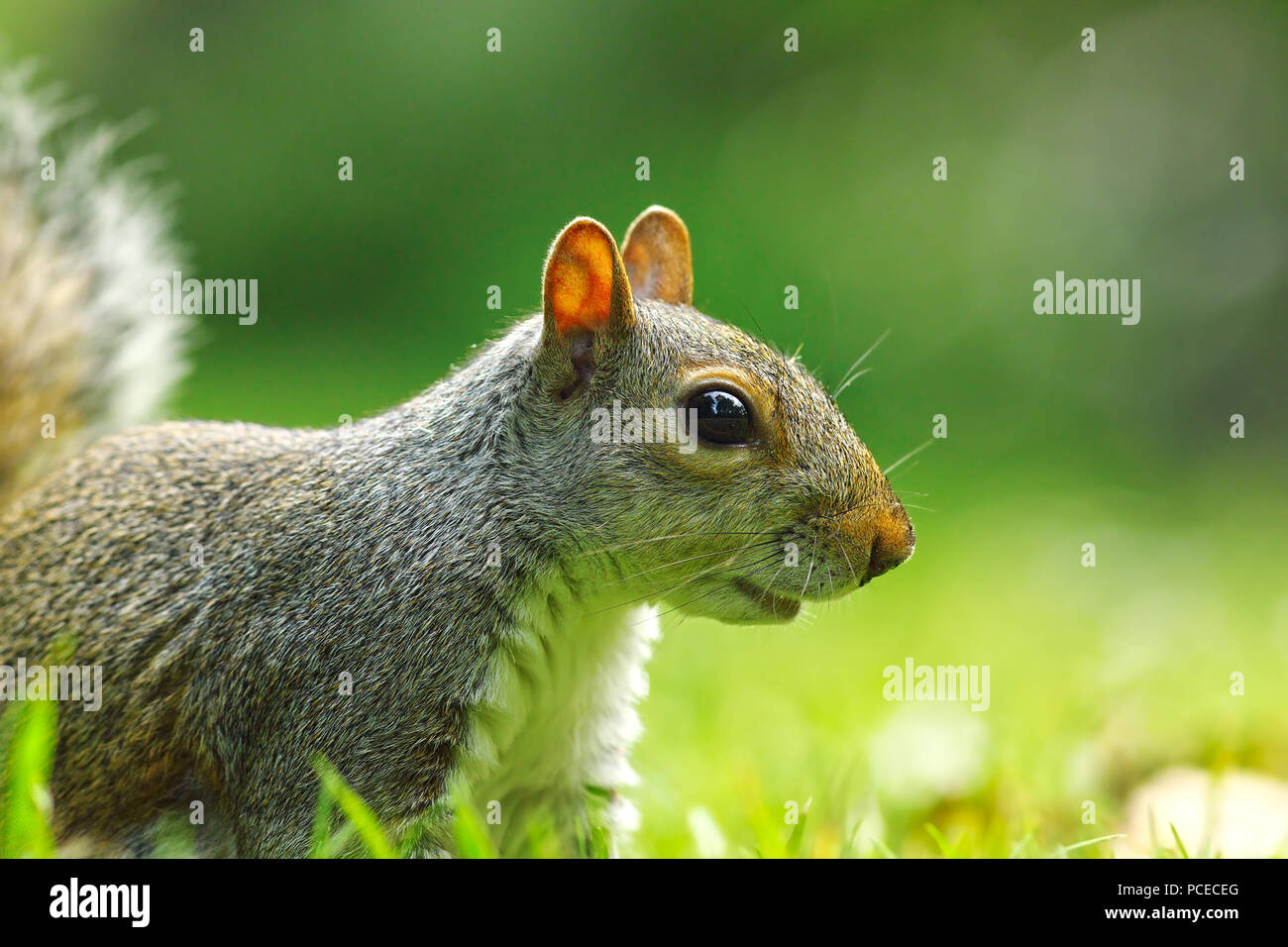 Graue Eichhörnchen Portrait auf Rasen (Sciurus carolinensis) Stockfoto
