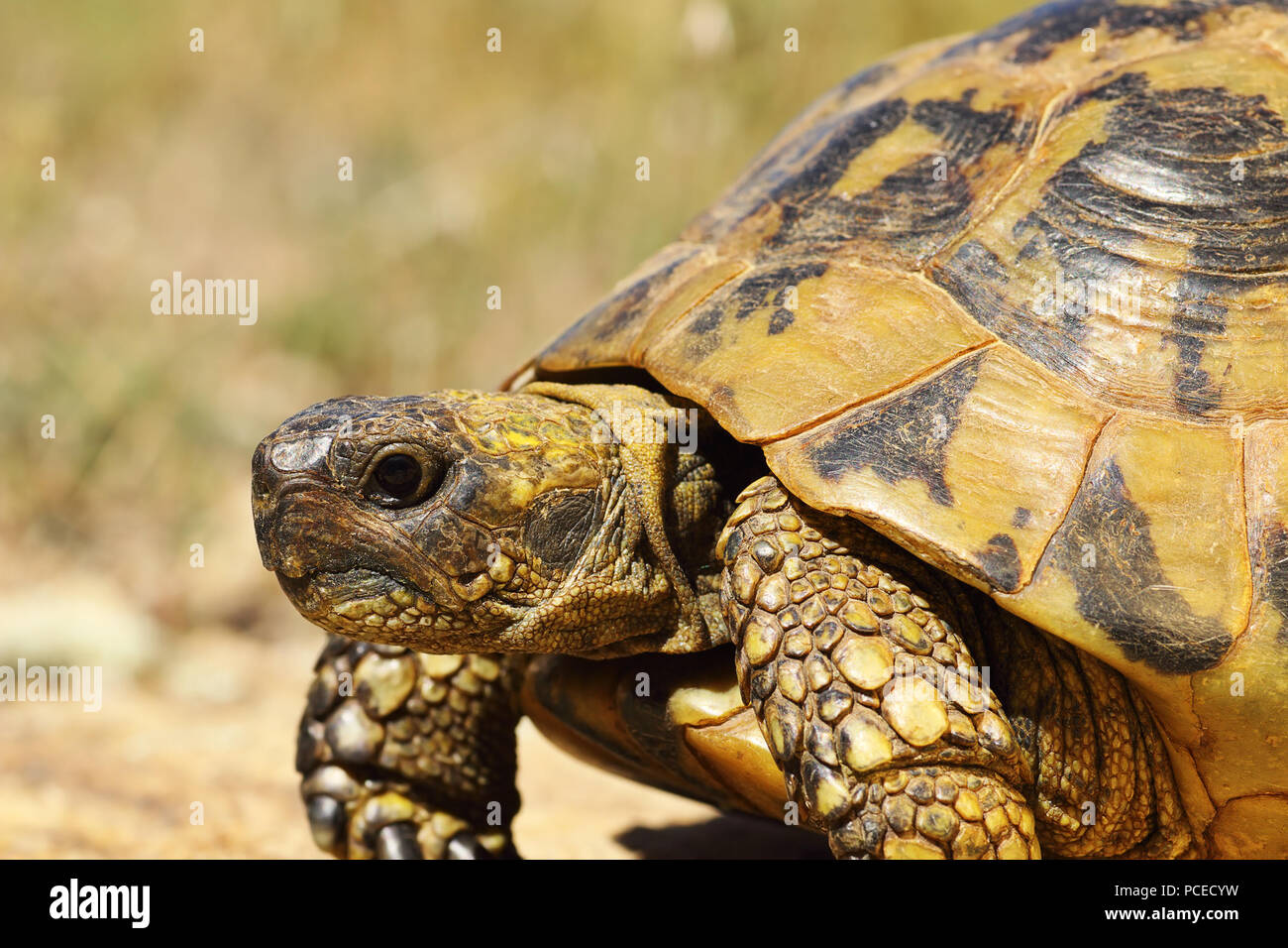 Portrait von griechischen turtoise, Seitenansicht (Testudo graeca) Stockfoto