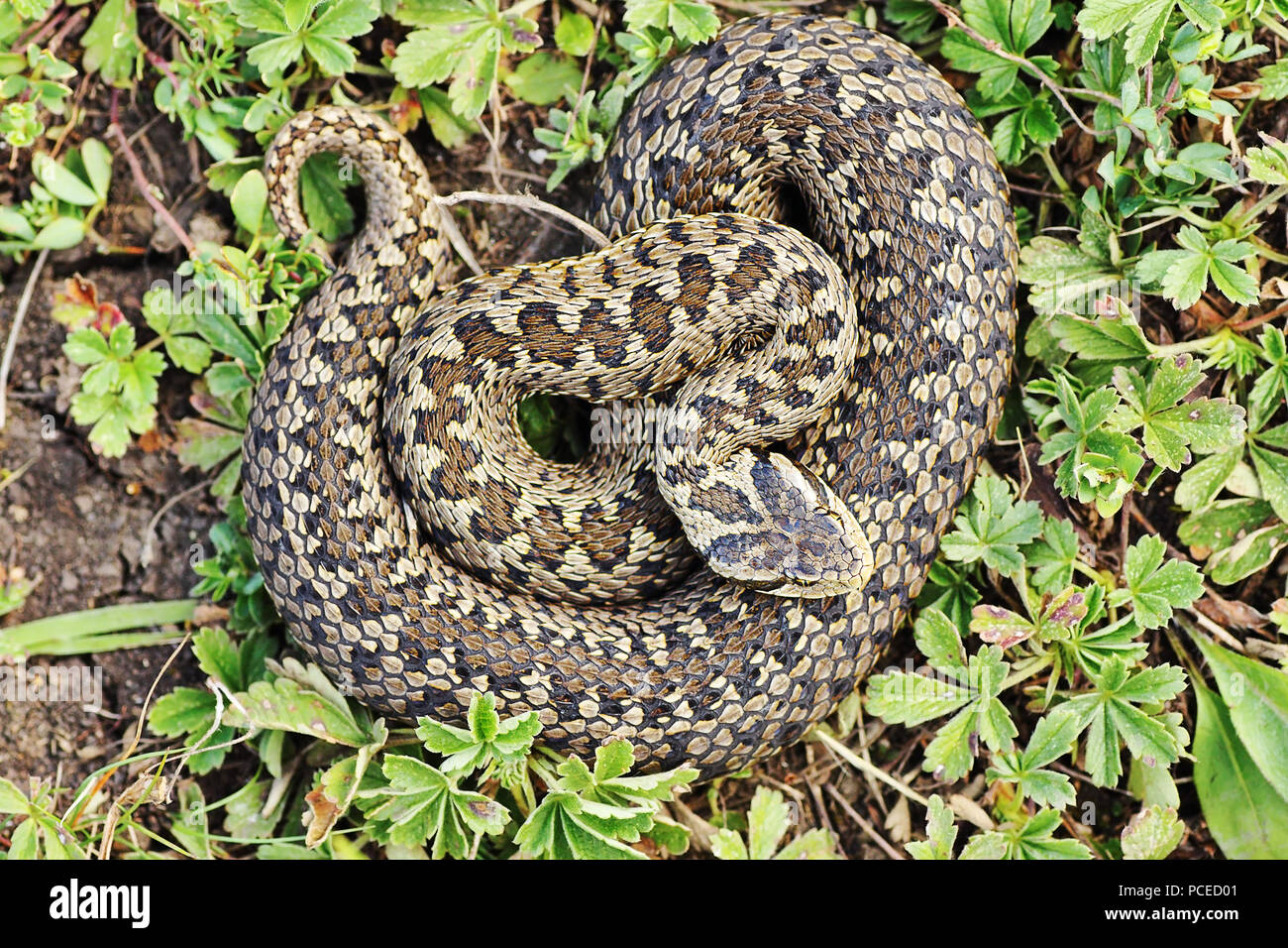 Seltene meadow Viper im natürlichen Lebensraum (Vipera ursinii rakosiensis) Stockfoto
