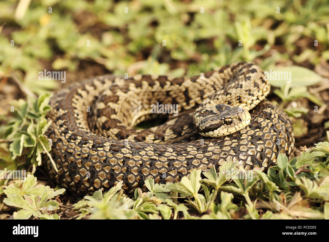 Seltensten europäischen Viper, Frau wiese Kreuzotter (Vipera ursinii rakosiensis) Stockfoto