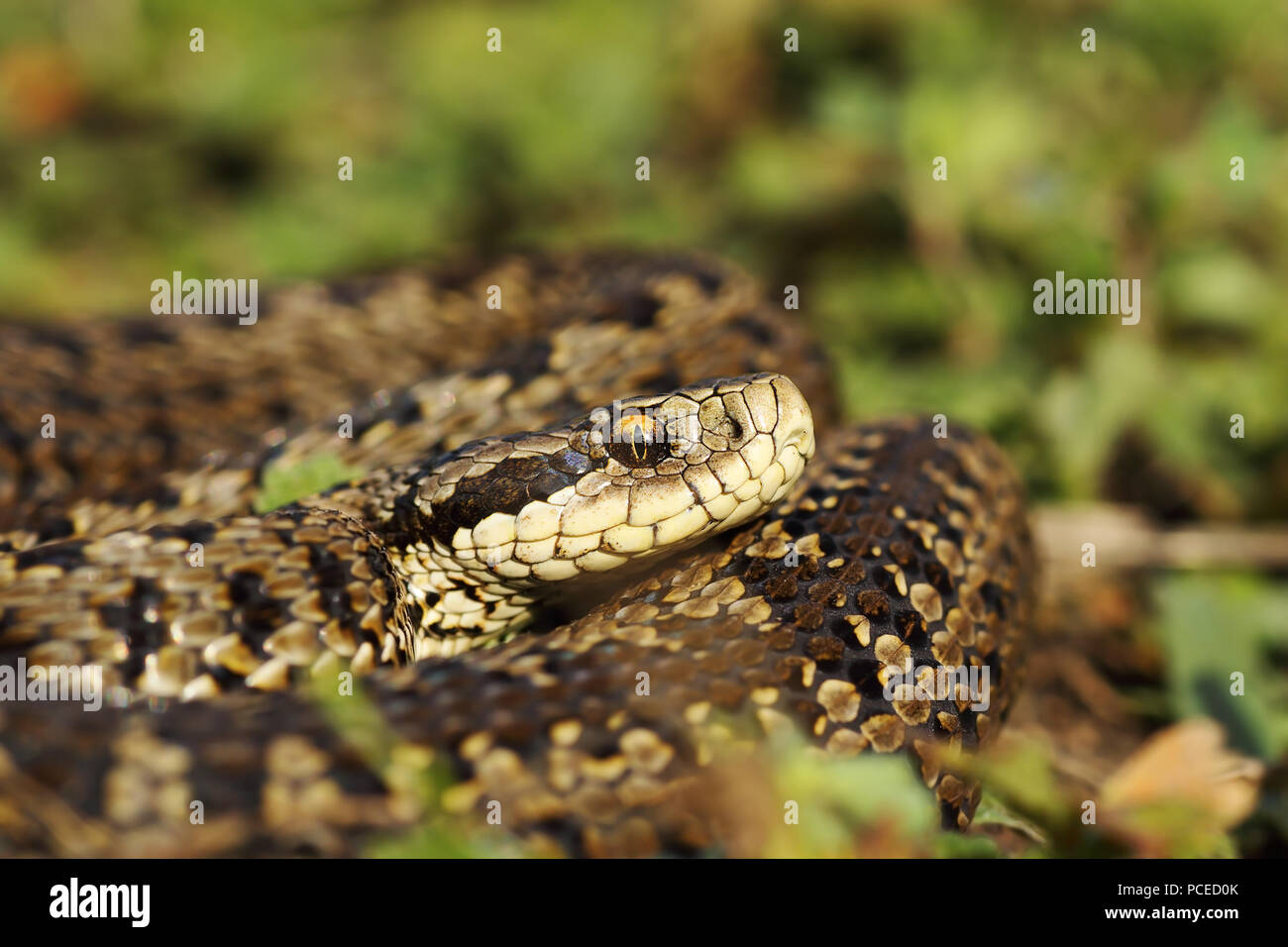 Knappe meadow Viper im natürlichen Lebensraum Aalen (Vipera ursinii rakosiensis) Stockfoto