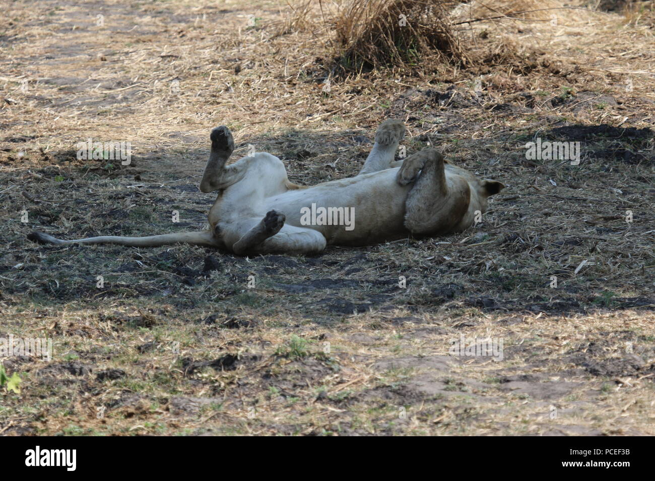 Katavi Lionness Stockfoto