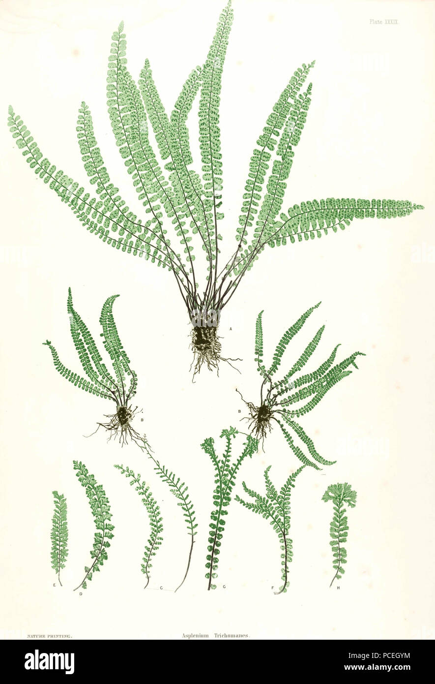 60 Asplenium trichomanes Moore 39 Stockfoto