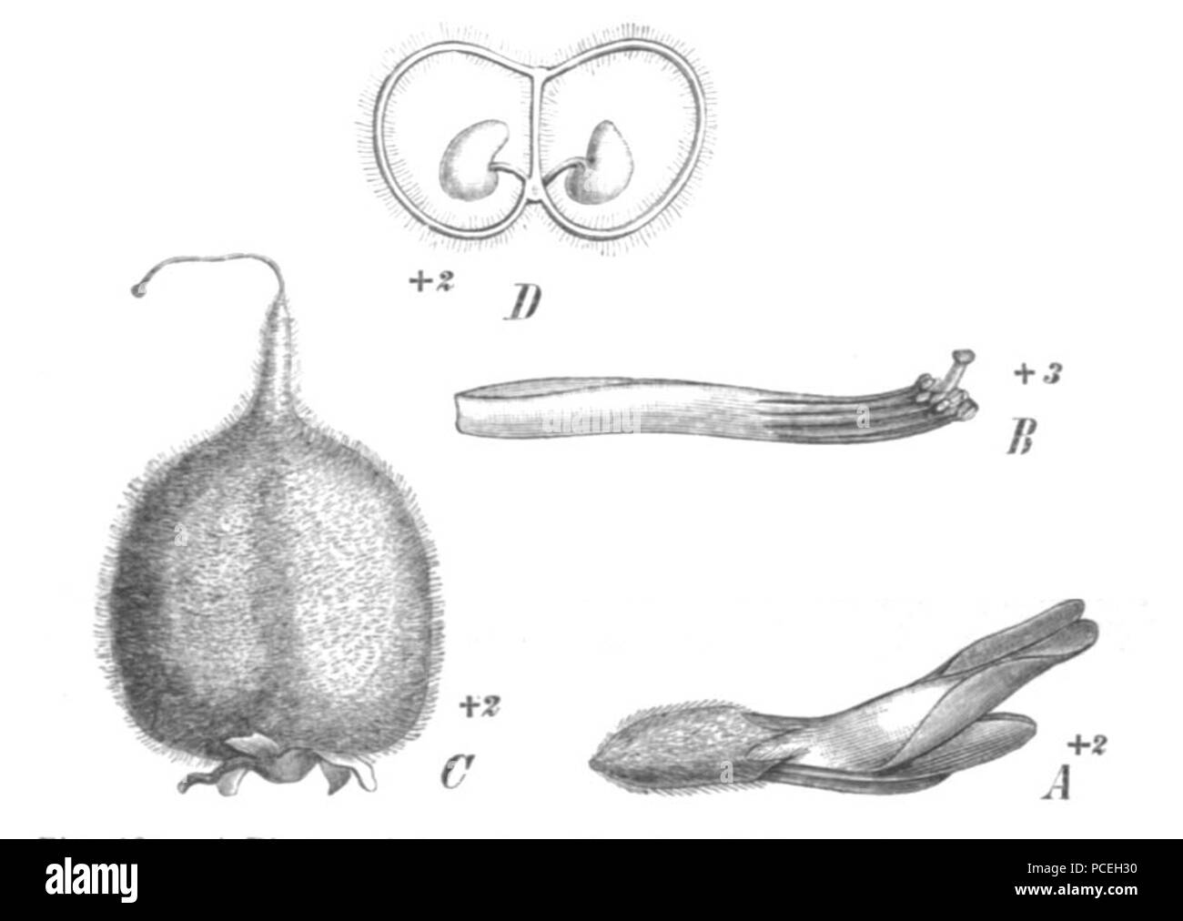 60 Astragalus cicer Taub 121a Stockfoto