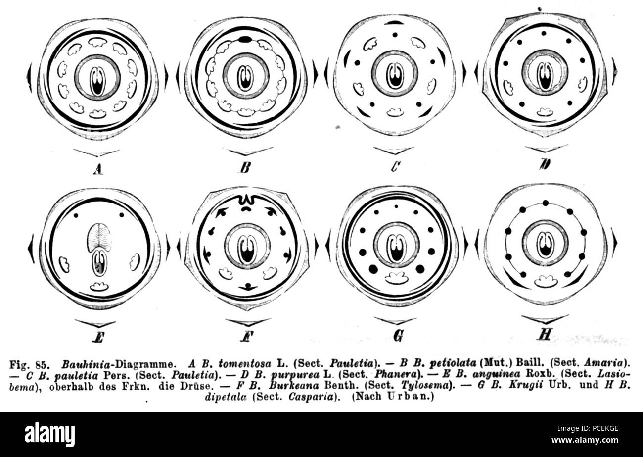 76 Bauhinia Diagramme Taub 85 Stockfoto