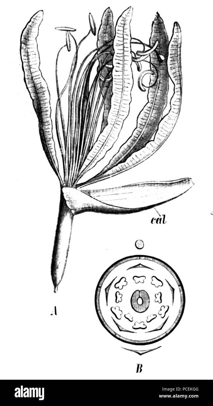 76 Bauhinia forficata Taub 86 Stockfoto
