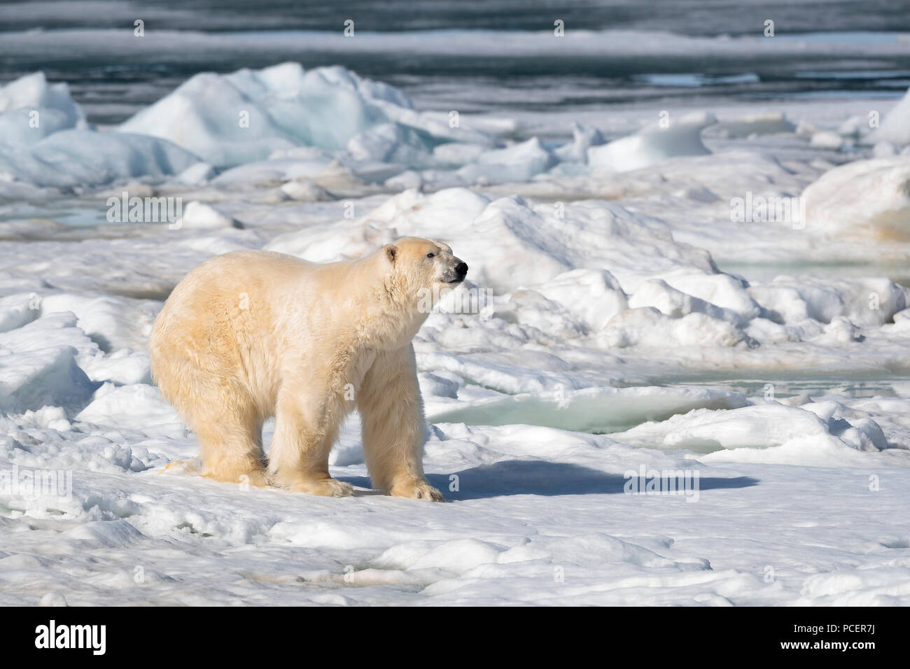 Eisbären auf Spitzbergen Stockfoto