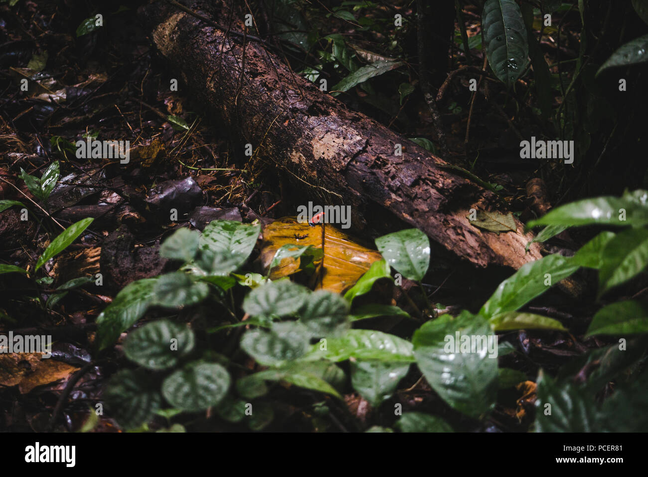 Kleine giftige blue Jean/Strawberry poison-dart Frog im Unterholz des Regenwaldes in Costa Rica Stockfoto