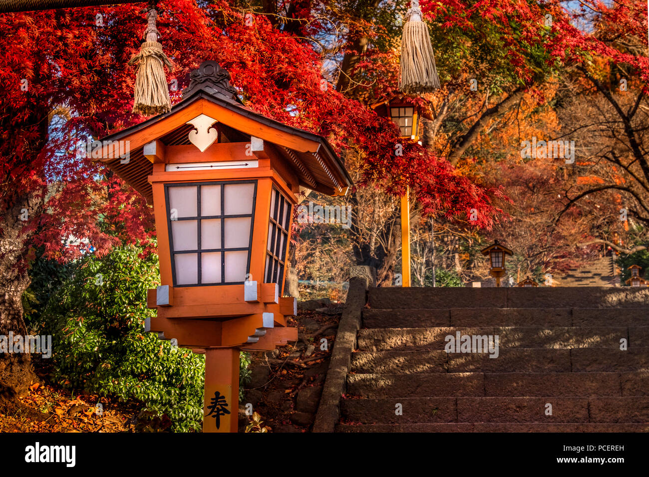 Herbst Jahreszeit an Arakura Yama Sengen - koen Park, Fujiyoshida, Chubu Region, Japan. Stockfoto