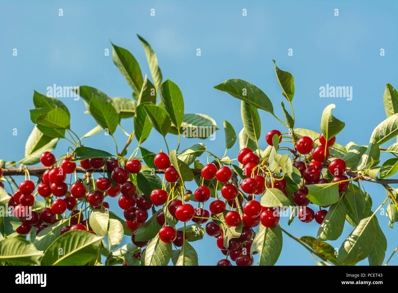 Cherry auf einem Ast. Frische Kirschen, rote und süße Kirschen auf einem Zweig. Stockfoto