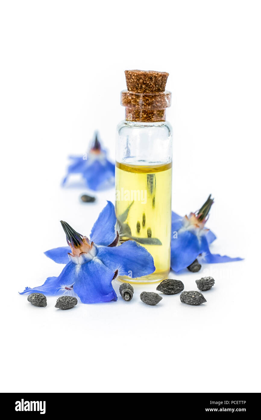 Öl Borretsch (Borago officinalis); Blumen und Samen auf weißem Hintergrund. Clouse bis Stockfoto