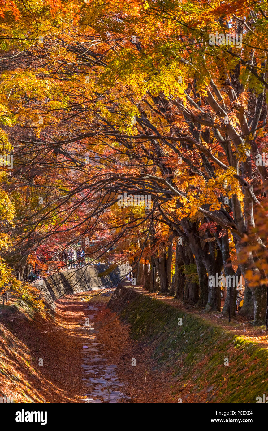 Momiji Tunnel (もみじ回廊) im Herbst Jahreszeit am Mount Fuji (Fujisan, 富士山) und Lake Kawaguchi (Kawaguchiko, 河口湖), Chubu Region, Japan. Stockfoto