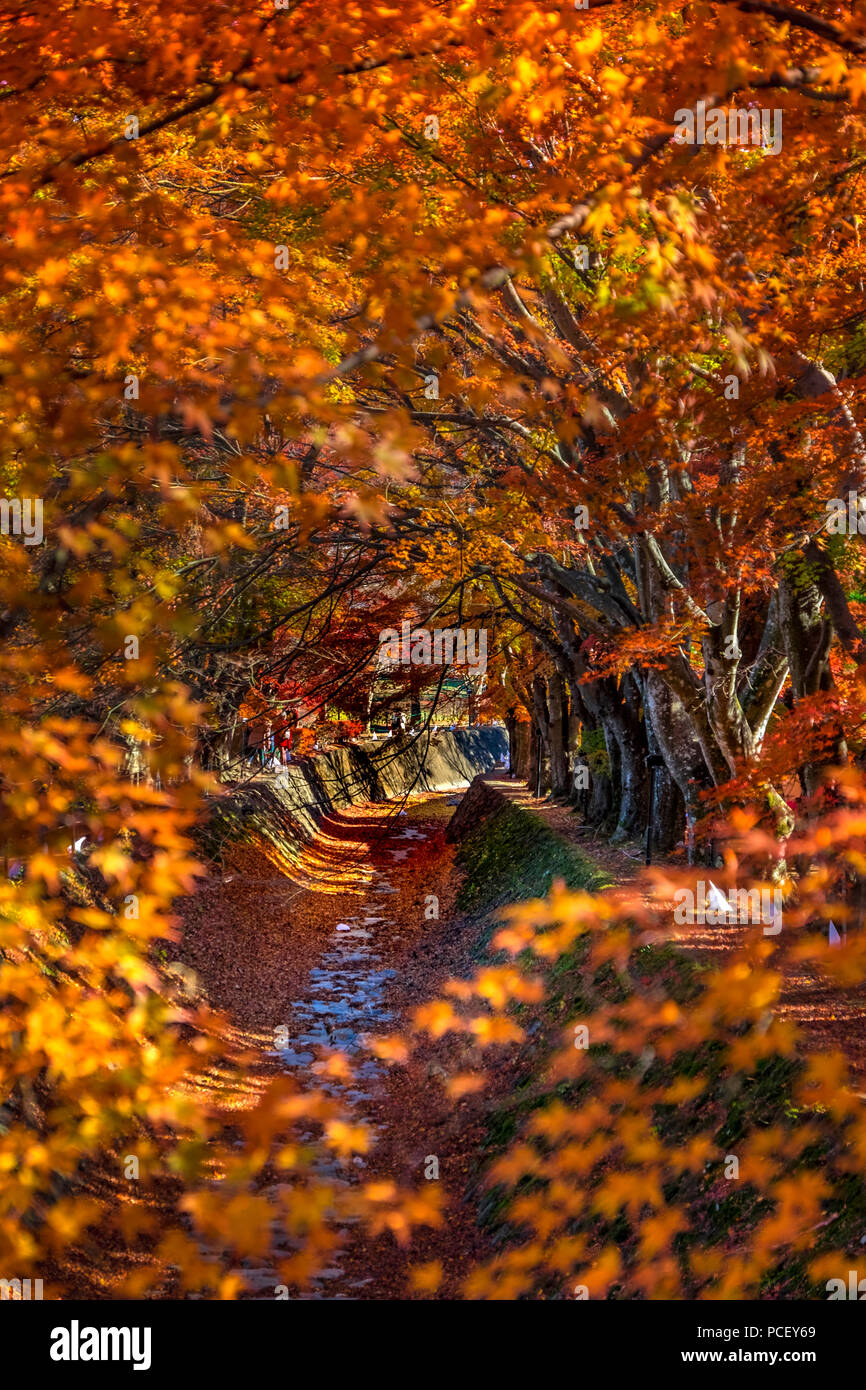 Momiji Tunnel (もみじ回廊) im Herbst Jahreszeit am Mount Fuji (Fujisan, 富士山) und Lake Kawaguchi (Kawaguchiko, 河口湖), Chubu Region, Japan. Stockfoto