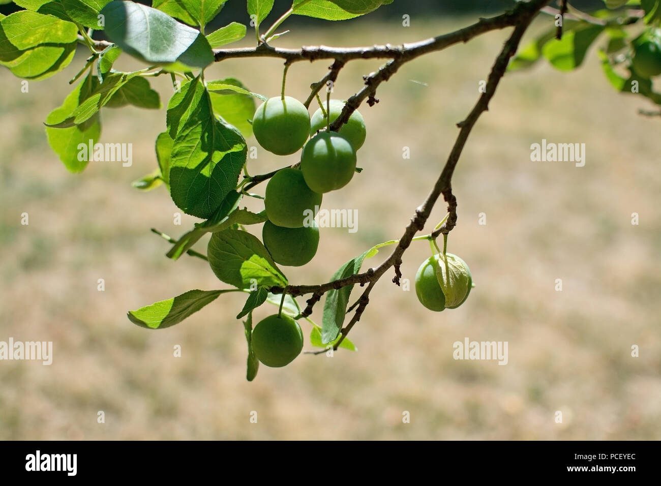Pflaumenbaum grüne grüne Zweige in einem Garten in Schweden im Juli closeup Stockfoto