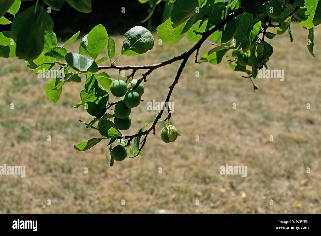 Pflaumenbaum grüne grüne Zweige in einem Garten in Schweden im Juli closeup Stockfoto