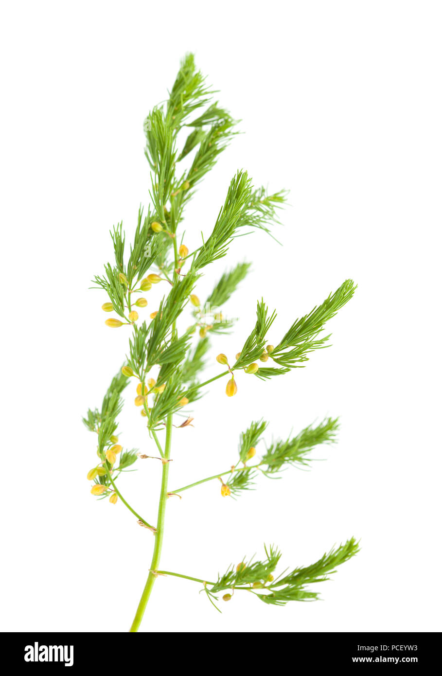 Flora von Kantabrien - Asparagus officinalis Unterarten prostratus auf weißem Hintergrund Stockfoto