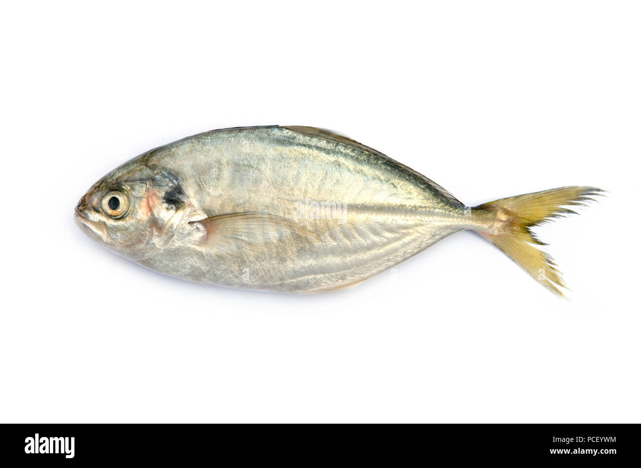 Yellow Tail Scad Fisch, Decapterus Fisch, auf weißem Hintergrund Stockfoto