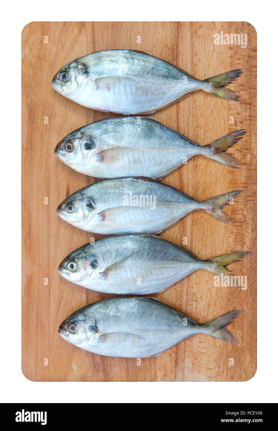 Yellow Tail Scad Fisch, Decapterus Fisch, auf einer Holzplatte auf weißem Hintergrund Stockfoto