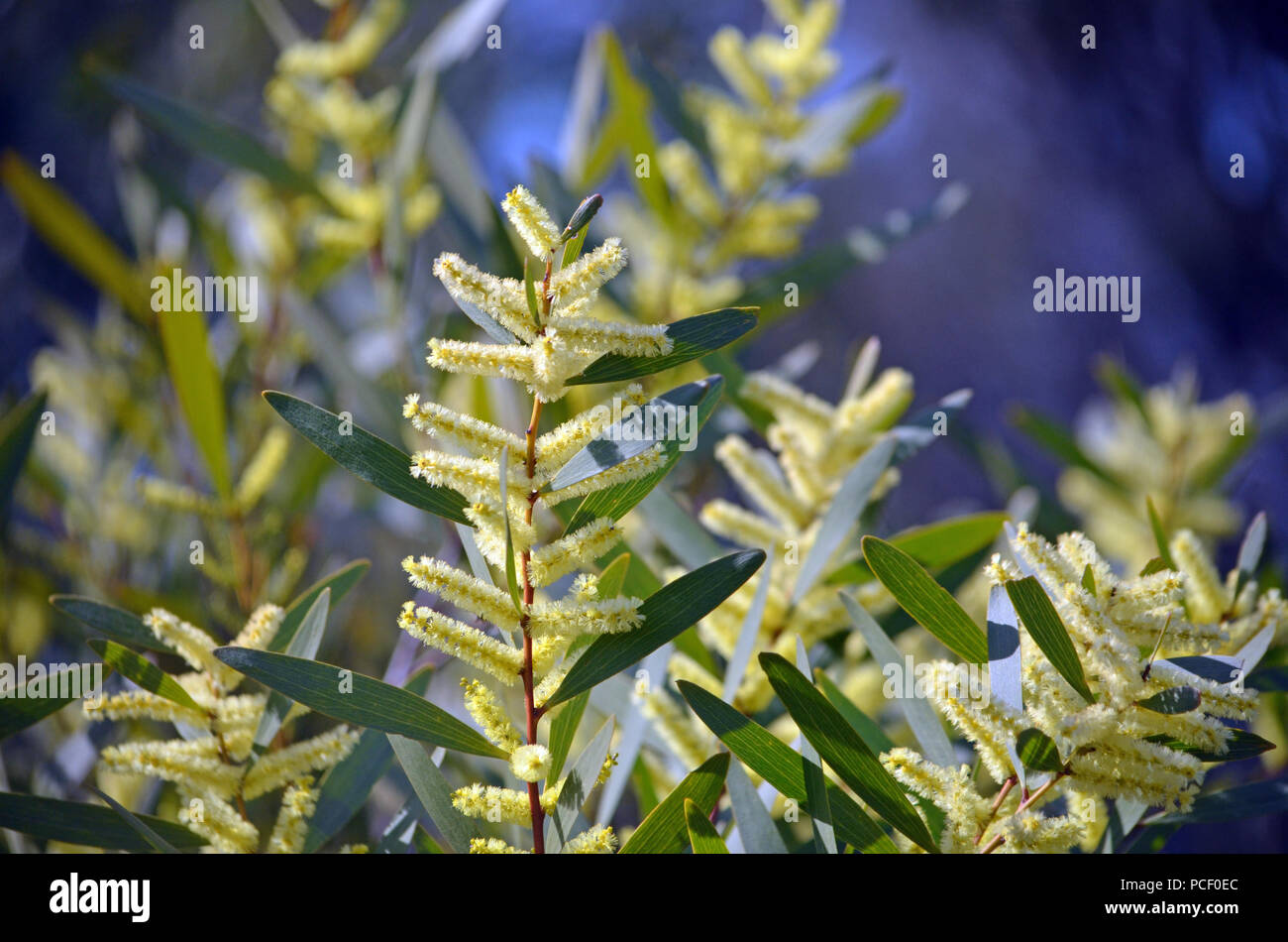 Gelbe Blumen der Sydney Golden Wattle, Acacia longifolia, wächst an den Kleinen Marley fire Trail, Royal National Park, NSW, Australien Stockfoto