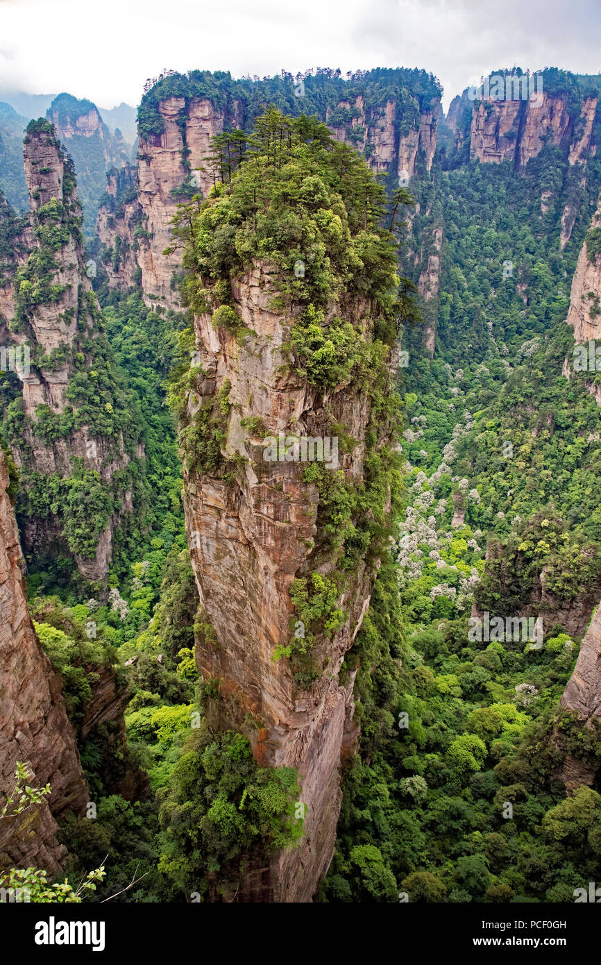 Der berühmte Pfeiler von Avatar schwimmende Berg in Zhangjiajie National Forest Park, Hunan Province China Stockfoto