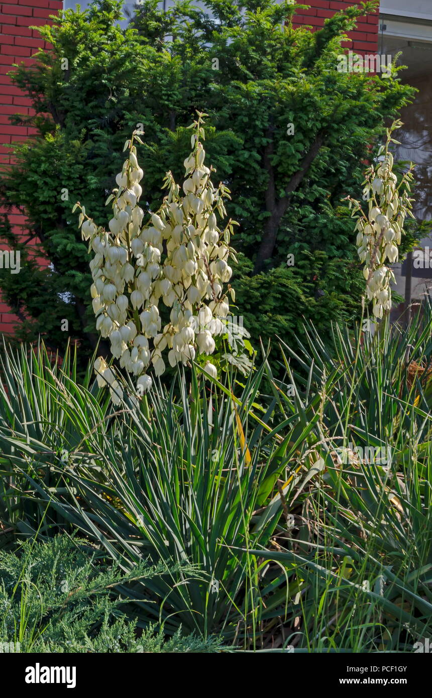Blick auf die weissen Yucca Pflanze oder Agave Cactus in der Blte im  Garten, Bezirk Drujba, Sofia, Bulgarien Stockfotografie - Alamy