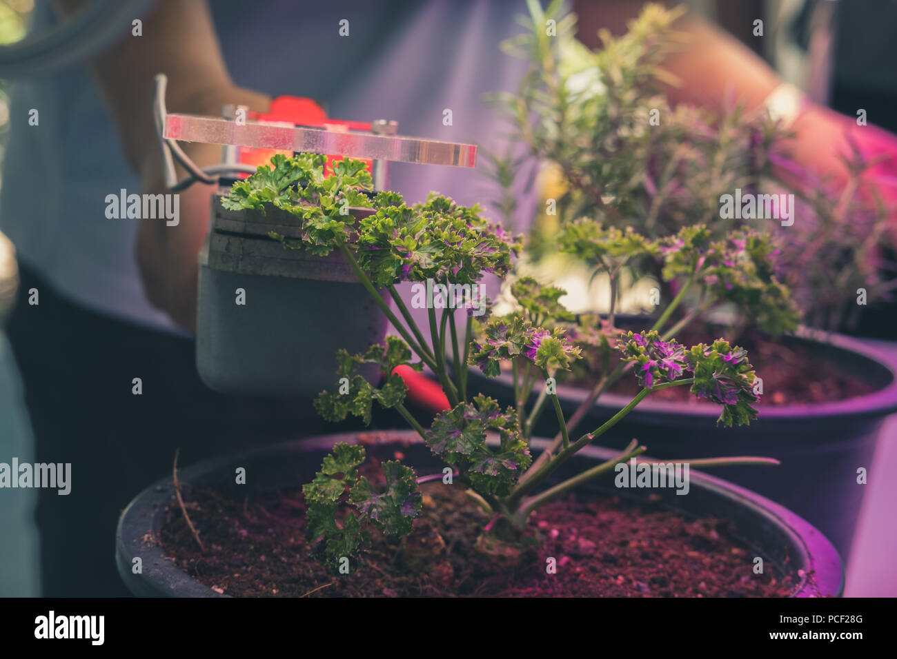 Kohlendioxid Messgerät für die Messung der Photosynthese der Pflanzen mit künstlichem Licht LED Stockfoto