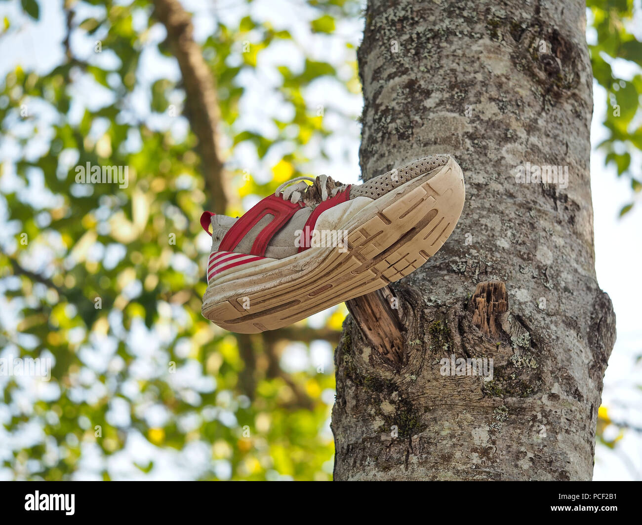 Sneaker-Schuh an einem Baum Stockfoto