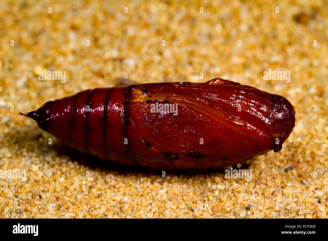Fleckige umbra Moth, Nymphe, (Erannis defoliaria) Stockfoto