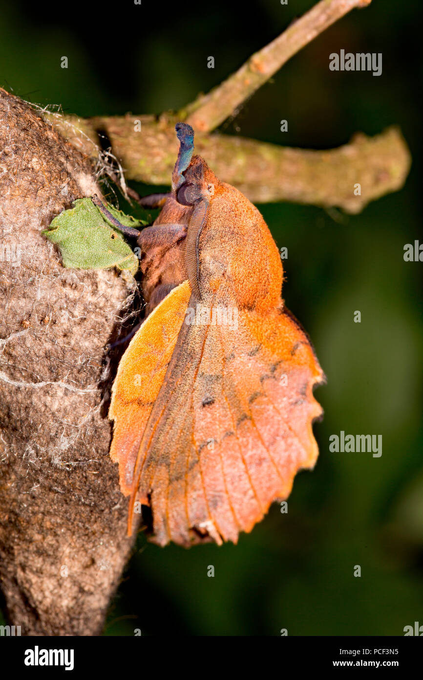 Lappet Motte, Cocoon, (Gastropacha quercifolia) Stockfoto