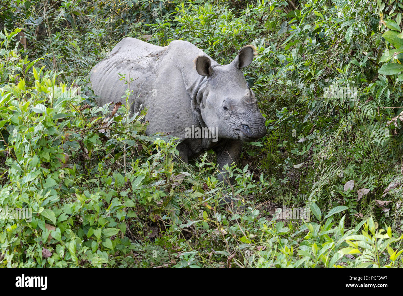 Panzernashorn (Rhinoceros Unicornis) im Wald, Chitwan Nationalpark, Nepal Stockfoto