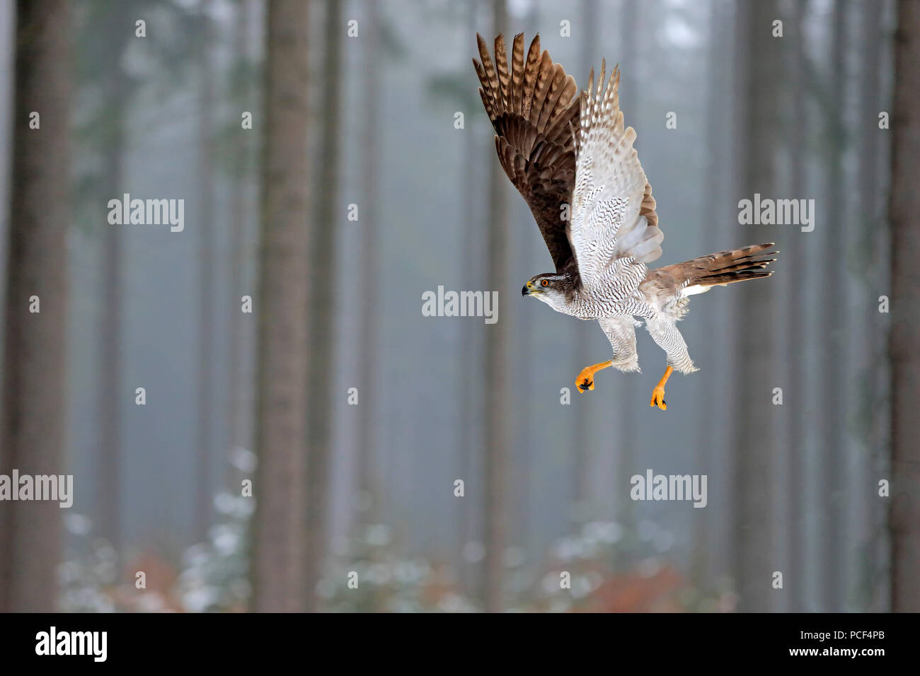 Northern Goshawk, Erwachsener, Zdarske Vrchy, Böhmisch-Mährische Höhe, Tschechische Republik, (Accipiter gentilis) Stockfoto