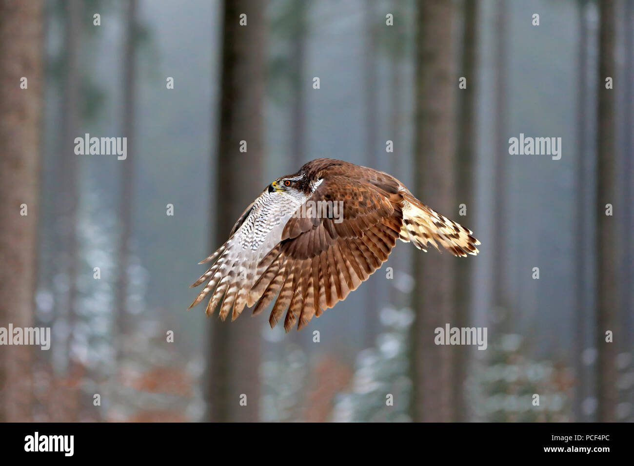 Northern Goshawk, Erwachsener, Zdarske Vrchy, Böhmisch-Mährische Höhe, Tschechische Republik, (Accipiter gentilis) Stockfoto