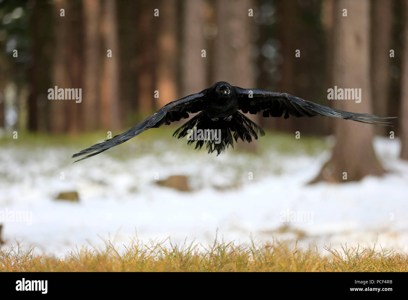 Kolkrabe, Erwachsener, Zdarske Vrchy, Böhmisch-Mährische Höhe, Tschechische Republik, (Corvus Corax) Stockfoto
