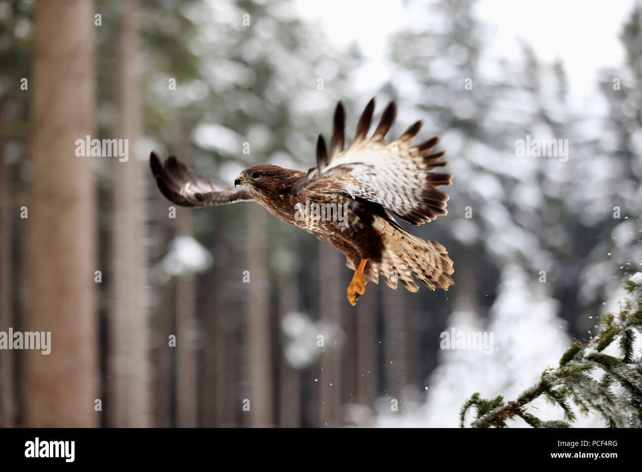 Mäusebussard, Erwachsener, Zdarske Vrchy, Böhmisch-Mährische Höhe, Tschechische Republik, (Buteo buteo) Stockfoto