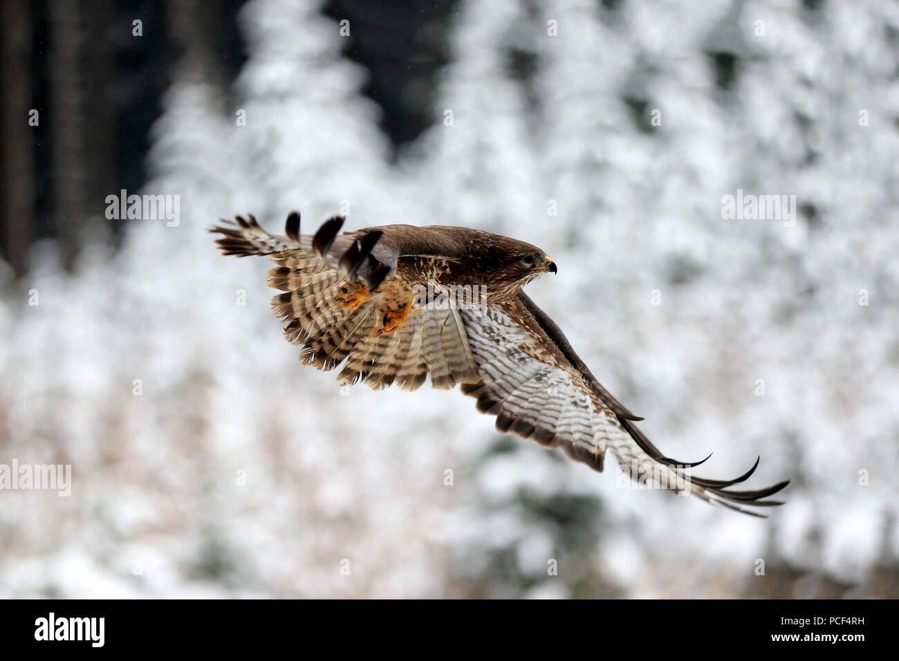 Mäusebussard, Erwachsener, Zdarske Vrchy, Böhmisch-Mährische Höhe, Tschechische Republik, (Buteo buteo) Stockfoto