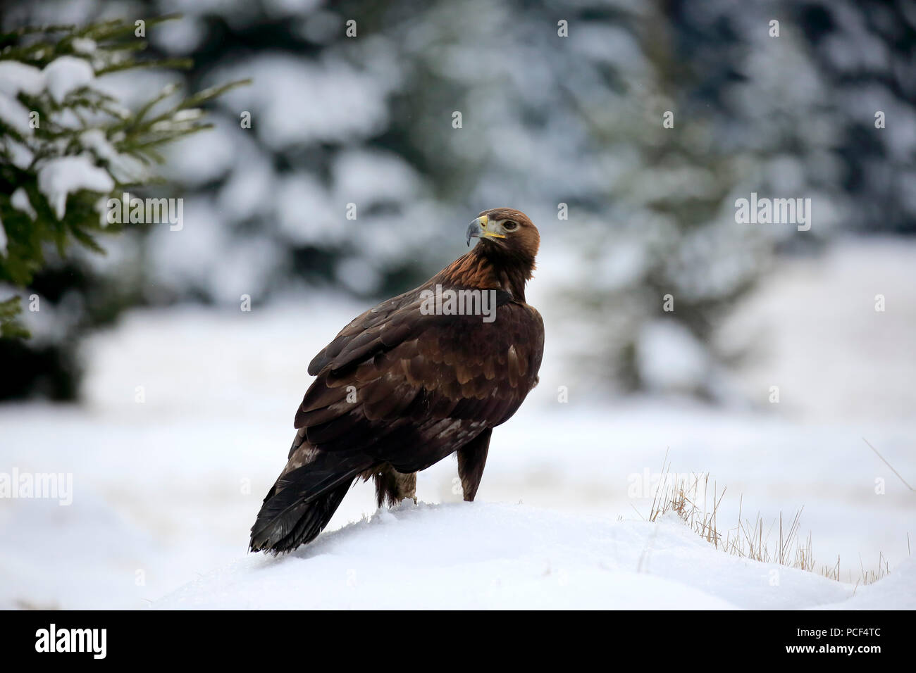 Golden Eagle, Erwachsener, Zdarske Vrchy, Böhmisch-Mährische Höhe, Tschechische Republik, (Aquila Chrysaetos) Stockfoto