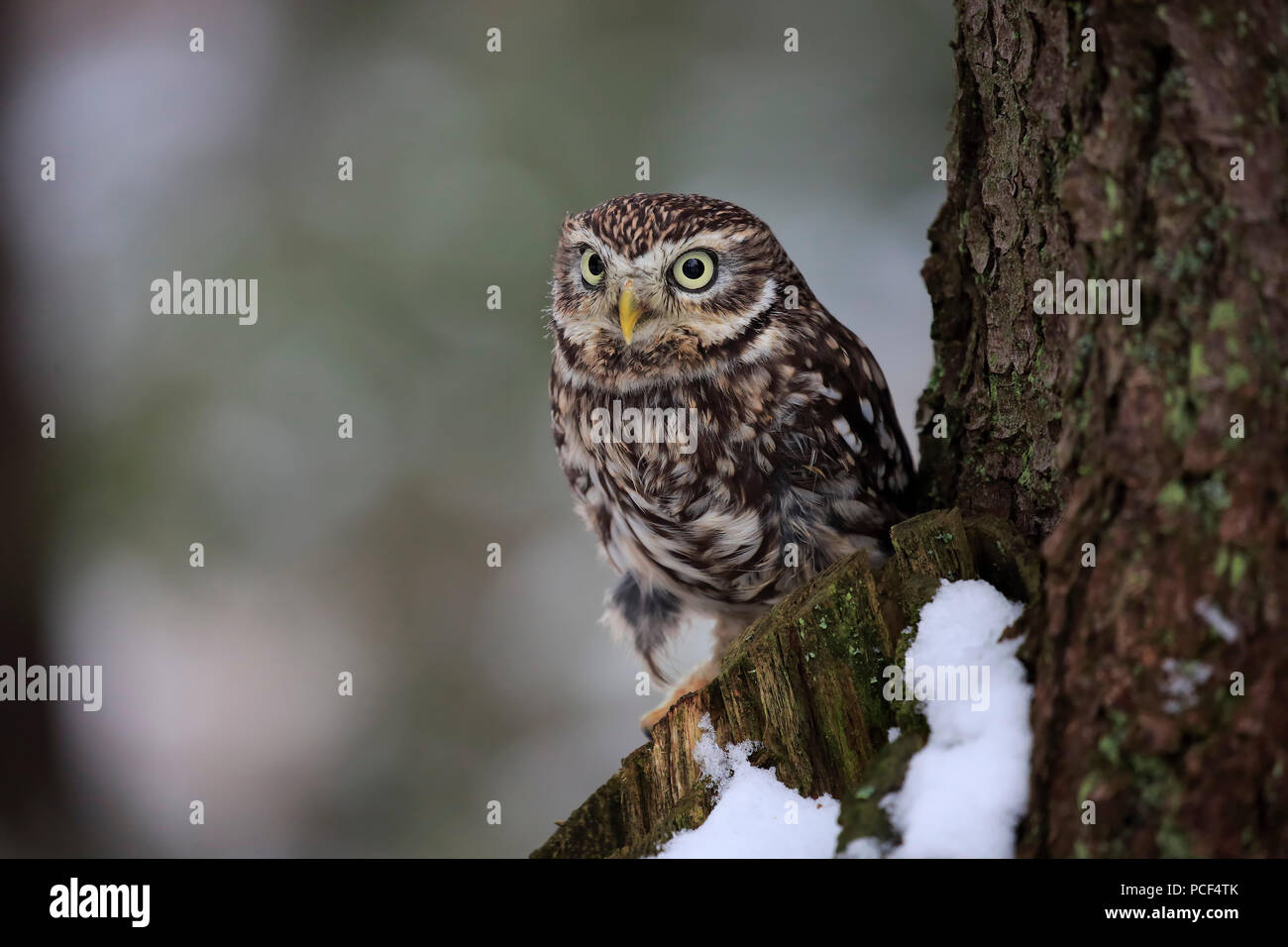 Kleine Eule, Erwachsener, Zdarske Vrchy, Böhmisch-Mährische Höhe, Tschechische Republik, (Athene noctua) Stockfoto