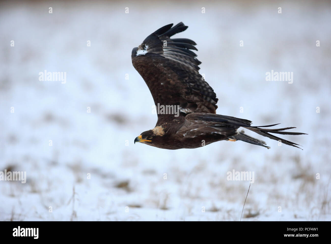 Steppe Eagle, Erwachsener, Zdarske Vrchy, Böhmisch-Mährische Höhe, Tschechische Republik, (Aquila nipalensis) Stockfoto