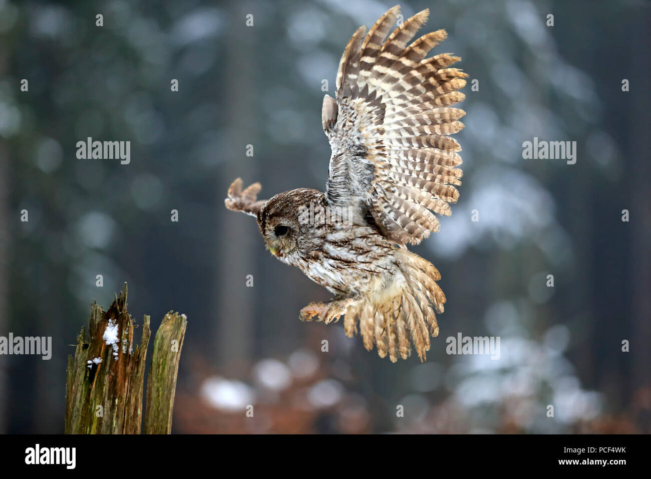 Waldkauz, Erwachsener, Zdarske Vrchy, Böhmisch-Mährische Höhe, Tschechische Republik, (Strix aluco) Stockfoto