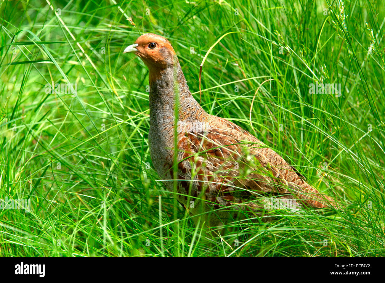 Rebhuhn (Perdix perdix) Stockfoto