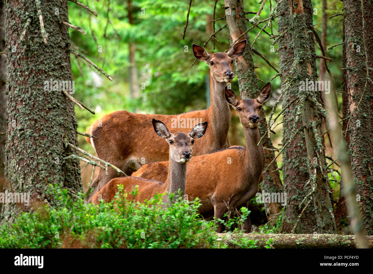 Red Deer (Cervus elaphus) Stockfoto