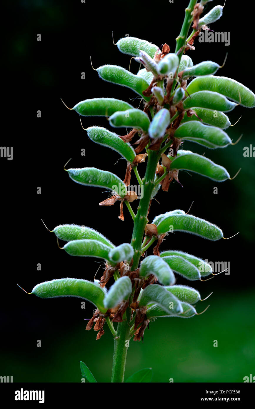 Samenstand einer Lupine, Sorte, Lupinus polyphyllus Schlossfrau Stockfoto