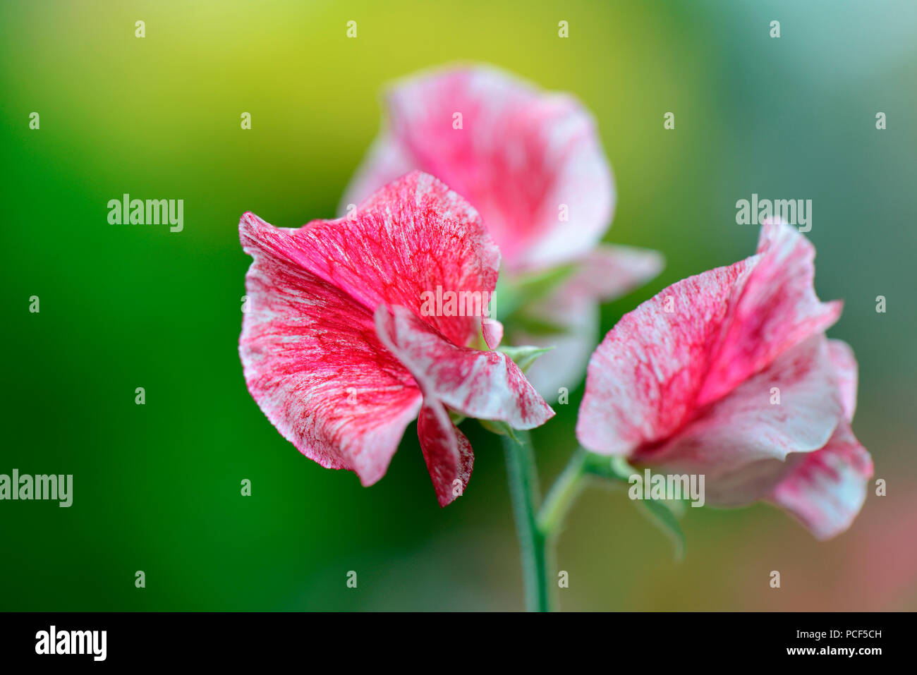 Duftwicke, Sorte Janey, Lathyrus Odoratus Stockfoto
