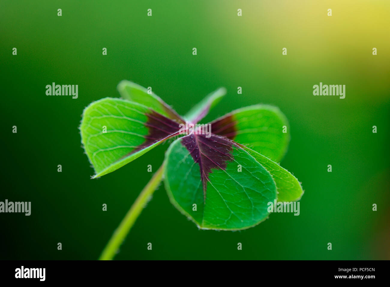 Gluecksklee, Kleeblatt, Oxalis tetraphylla Stockfoto