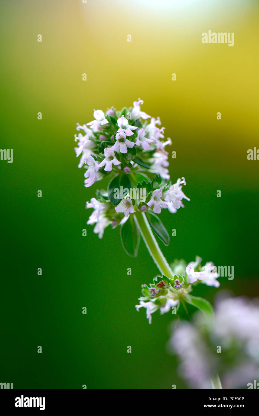 Silberthymian, Sorte Silver Queen, Thymus praecox Stockfoto